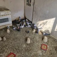 بوم اصفهانی درجه یک|پرنده|برخوار, |دیوار