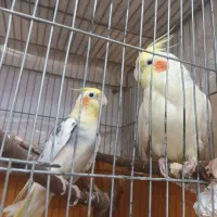 جفت عروس هلندی