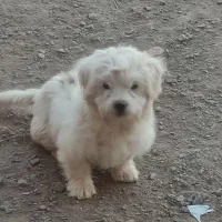 سگ شیتزو|سگ|رفسنجان, |دیوار