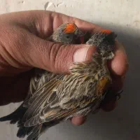 سهره گلبسر قواردار قیمت مناسب