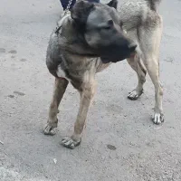 سرابی
