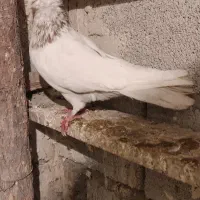 عطیقه ه|حیوانات|ارومیه, |دیوار