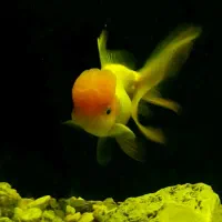 ماهی گلدفیش ردکپ و لجن خوار|ماهی|خرم‌آباد, |دیوار