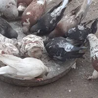 کبوتر