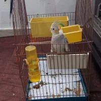 پرنده عروس هلندی