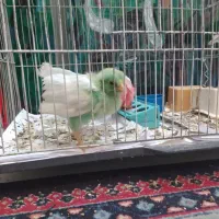 جوجه|پرنده|نیشابور, شهرک ولیعصر|دیوار