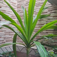 گل ذرتی|گل و گیاه طبیعی|کازرون, |دیوار