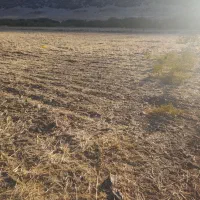 فروش زمین کشاورزی وخانه باغ|فروش زمین و ملک کلنگی|ایوان, |دیوار