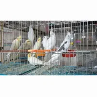 قناری سرای توکلی  فرخشهر|پرنده|فرخ‌شهر, |دیوار