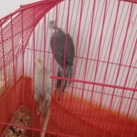 طوطی عروس|پرنده|رشت, عینک|دیوار