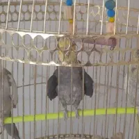 عروس هلندی سخن گو|پرنده|تربتحیدریه, بازار|دیوار