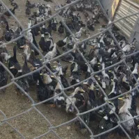 اردک چاق|حیوانات مزرعه|رشت, منظریه|دیوار