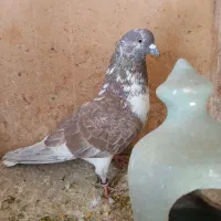 کبوتر|پرنده|تهران, مشیریه|دیوار