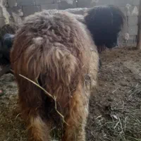 شیشک
