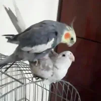 جفت عروس مولد