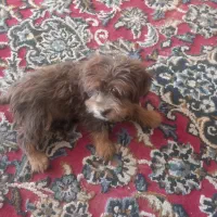 سگ پاکوتا نژاد پکینز