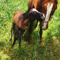 یک عد ماین با ماده|اسب و تجهیزات اسب‌سواری|سقز, |دیوار