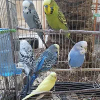 قناری سهره فنچ مرغ‌عشق انگلیسی فروش یا معاوضه|پرنده|شیراز, شاه قلی بیگی|دیوار