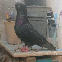 کبوتر بوشهری گمشده