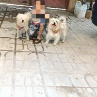 سگ اشپیتز نر|سگ|شیراز, گویم|دیوار