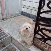 واگذاری سگ پاکوتاه ۲ ساله ماده