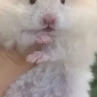 همستر و خرگوش|موش و خرگوش|شیراز, کوی زهرا|دیوار