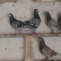 کفتر فروشی|پرنده|بیرجند, |دیوار