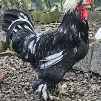 خروس سلطان ۱ ساله