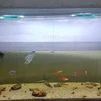 آکواریوم با ماهی|ماهی|بندرعباس, |دیوار