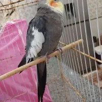 عروس هلندی نر