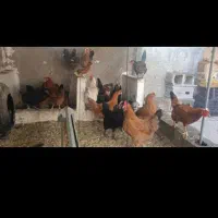 مرغ جوان یک ساله