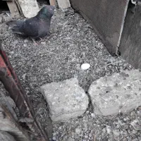 جوجه کاسک پرش سنگین|پرنده|جیرفت, |دیوار