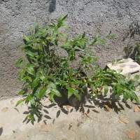 گل محبوبه شب