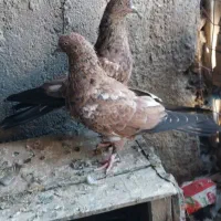 کبوتر جفت جوجه تاپ