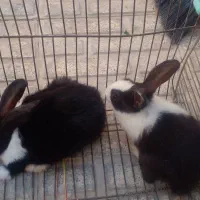 خرگوش کوچولو و ناز و خوشکل|موش و خرگوش|جهرم, |دیوار