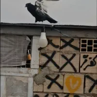 کفتر معاوضه