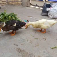 اردک خوش خوراک