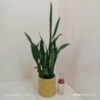 گل سانسوریا گلدان گل یخ