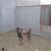 فروش پازن|حیوانات مزرعه|لامرد, |دیوار