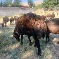 قوچ دوساله افشار