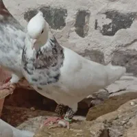 سینه طوقی|پرنده|سلیمان, |دیوار