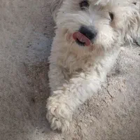 سگ ‌نر شیتزو فرکامل پاکوتاه آپارتمانی تربیت شده.