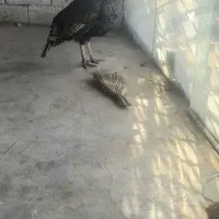 بوقلمون نر یه ساله نژاد برنز