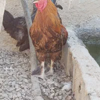 خروس چهل تاج پاپر