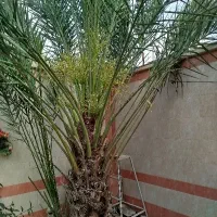 دمیت حاج باقری اصل به شرط