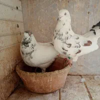 کبوتر گرفته مهرخورده