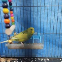 مرغ عشق زردگردن سبز