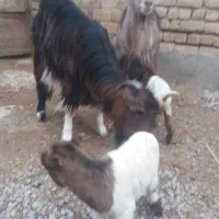 میش بره بز|حیوانات مزرعه|قم, صفاشهر|دیوار