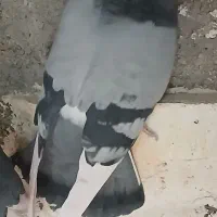 کفتر های پرشی بشرط