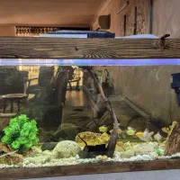 آکواریوم|ماهی|اصفهان, خانه اصفهان|دیوار